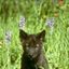 Chanting Wolf